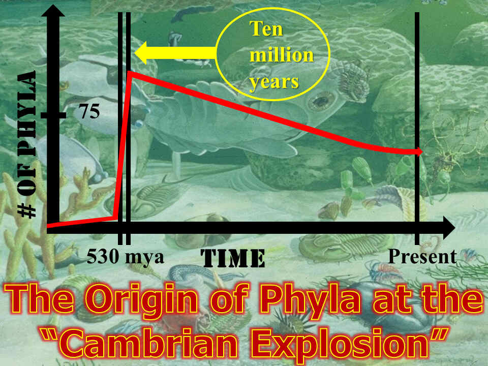 http://www.genesispark.com/wp-content/uploads/2011/11/The-Cambrian-Explosion-Graphed.jpg