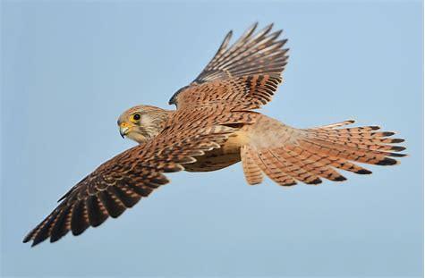 Image result for pictures of the lesser kestrel