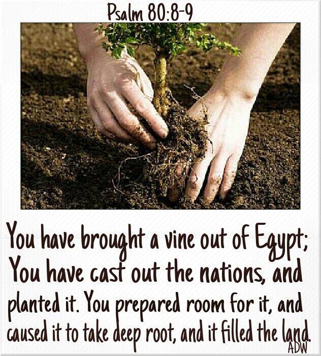 Psalm 80:8-9 Scripture, Bible, Book Of Psalms, Great Fear, Deep Rooted, Picture Quotes, Positive ...