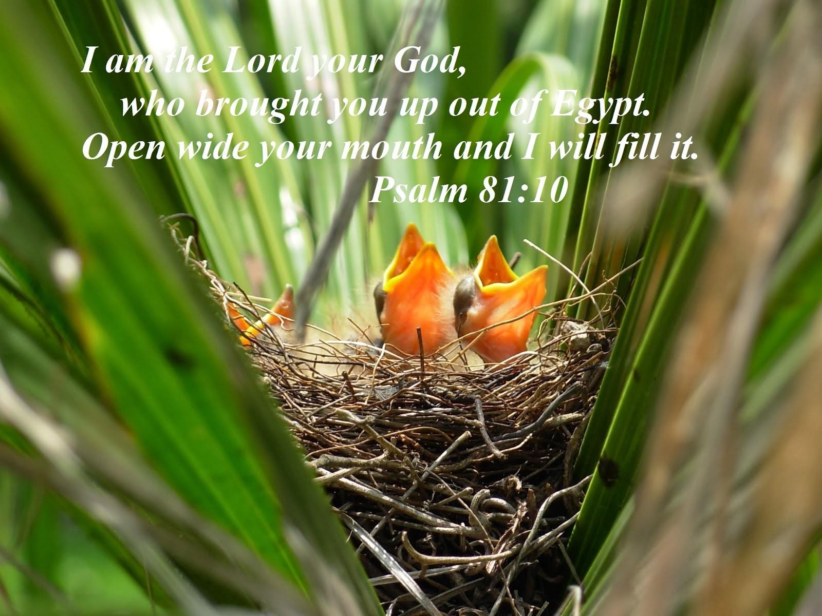 Psalms 81.10 | "From The Heart of A Shepherd" by Pastor Travis D. Smith