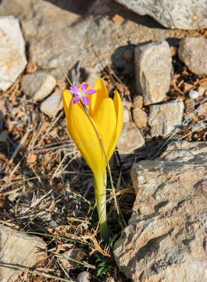 Israel Desert Crocus Stock Photos - Free & Royalty-Free Stock Photos from Dreamstime